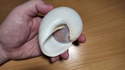Huge beautiful shell in the palm of your hand. big shell in the hand. close.. Stock Footage 292877548