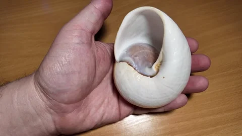 Huge beautiful shell in the palm of your hand. big shell in the hand. close.. Stock Footage 292877888