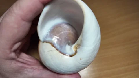 Huge beautiful shell in the palm of your hand. big shell in the hand. close.. Stock Footage 292877917