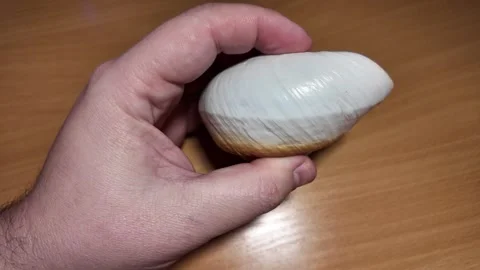 Huge beautiful shell in the palm of your hand. big shell in the hand. close.. Stock Footage 292877923