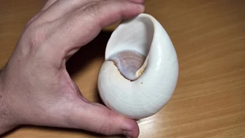 Huge beautiful shell in the palm of your hand. big shell in the hand. close.. Stock Footage 292877928