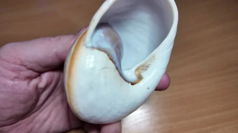 Huge beautiful shell in the palm of your hand. big shell in the hand. close.. Stock Footage 292877935