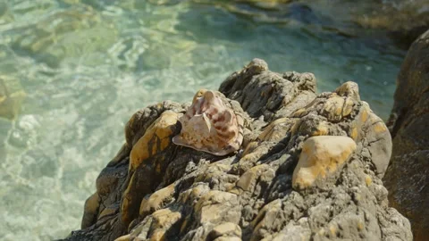 Huge, beautiful shell on the rocks on a heavenly beach, Marseille, France Vídeos de archivo 291303194
