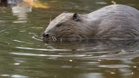 A huge beaver in a pond eats bark from a tree and then swims for new prey. Stock Footage 130118703