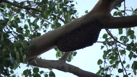 Huge bee hive in a big branch of a tree, wind flowing Stock Footage 207471858