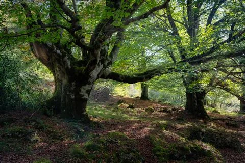Huge beech tree with large branches in the enchanted forest of the Basque 스톡 사진