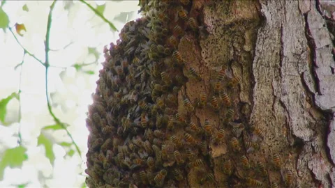 Huge Beehive Swarming with Bees in Backyard Stock Footage 140682904