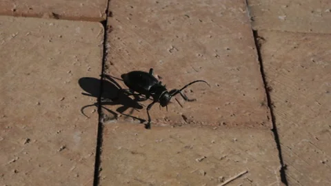 A huge beetle bug crawling across a brick patio Stock Footage 219588304