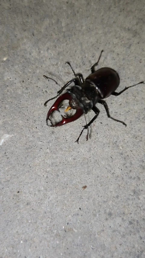 A huge beetle 動画素材 313362160