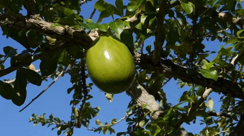 Huge big fruit - Higuera fruit tree 1 Stock Footage 48844161