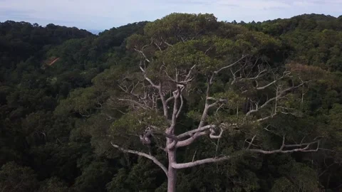 Huge big green Stock Footage 134383285