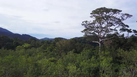 Huge big green Stock Footage 134383639