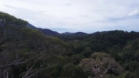 Huge big green Stock Footage 134385309