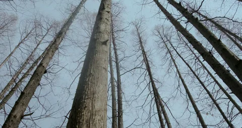 Huge birch tree trunk reaching up to the sky Stock Footage 243739407