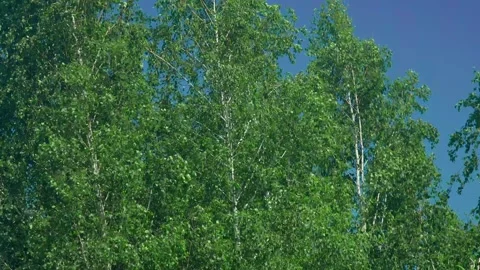Huge birch trees Stock Footage 312795108