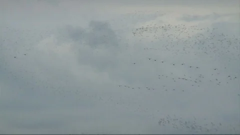 Huge bird flock flying above ocean on a cloudy day. Stock Footage 99059183