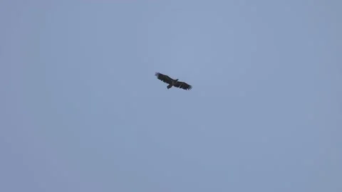 Huge bird of prey in flight, 4K slomo 스톡 동영상 176289529
