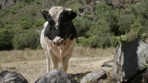 Huge black and white spotted bull in Alca, Peru. Stock Footage 344549087