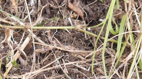 Huge black ants Stock Footage 25827168