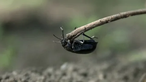 Huge black beetle Video stock 75704461