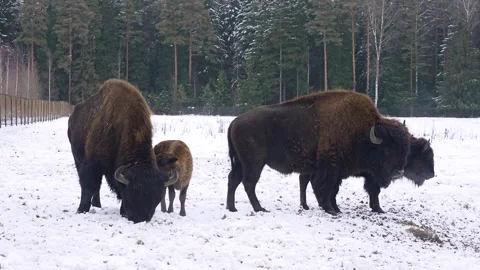 Huge black bison in the winter pen Stock Footage 321933829