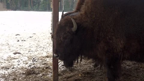 Huge black bison in the winter pen Stock Footage 321933834