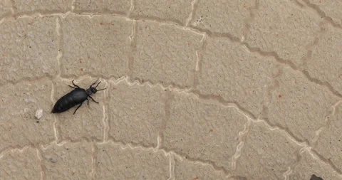 Huge black bug Stock Footage 156864996