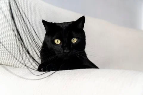 Huge black cat Stock Photos
