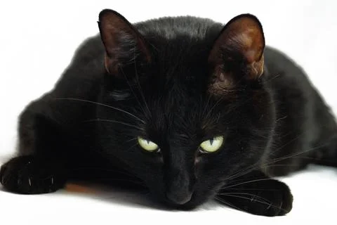 A huge black cat sniffs the floor. Selective focus. Insulated on white. He looks Foto stock