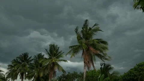 Huge black clouds and coconut palm trees blowing with the strong winds. Stock Footage 154022629