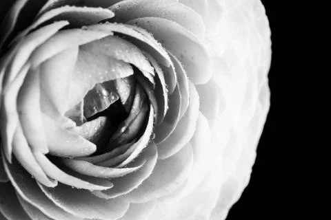 Huge black ranunculus. Close up Stock Photos
