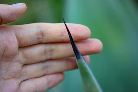 Huge black sharp prickly thorn of Agave fernandi regis in hand. Succulent cactus Stock Photos