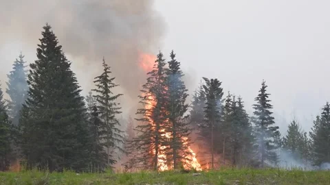 Huge blazes and smoke on Pine trees during Alberta wildfires. static shot. Stock Footage 244322035