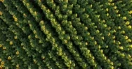 Huge Bloom Sunflower Field With A Beautiful Summer Sunset - Aerial View Stock Footage