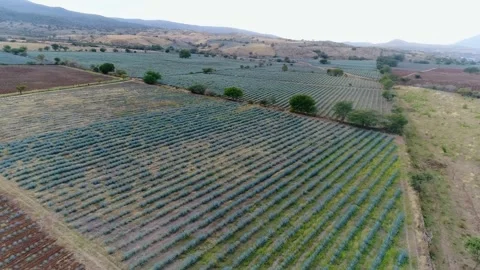 Huge Blue Agave Fields in Tequila, Jalisco. Mexico Video stock 254280937