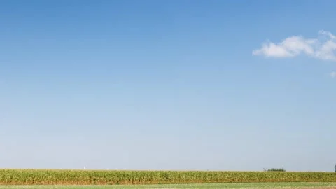 Huge blue sky with a single cloud over a green corn field Video stock 343543956