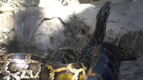 Huge boa constrictor (python) snake smells the air, 4K 動画素材 47157239