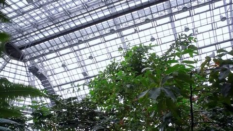Huge botanical garden greenhouse roof, tropical plants, pan left Berlin Stock Footage