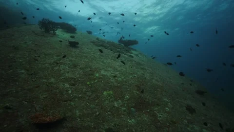 Huge Boulder With Corals And Blue In The Background Stock Footage 270340679