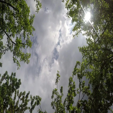 Huge branches of an old forest tree Stock Footage 69547361