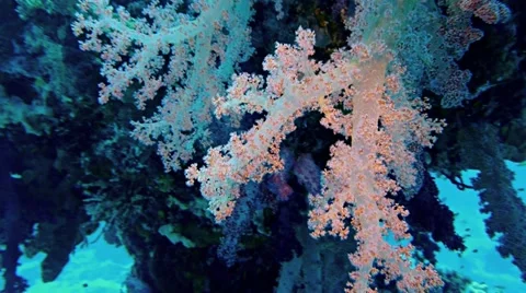 Huge branches of soft corals hanging at coral block, red sea Stock Footage 11114778