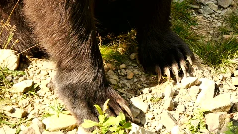 Huge brown bear paws Stock Footage 106190685