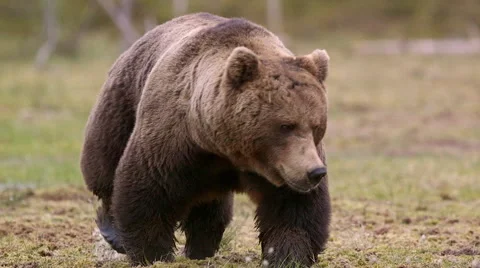 Huge Brown Bear in swamp walking towards camera slow motion Stock Footage 55262247