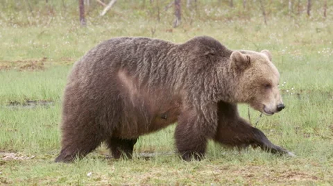 Huge brown bear walking out of frame in swamp Vídeo Stock 51590292