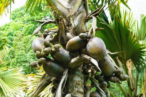 Huge brown coconuts on a palm tree close-up Stock Photos
