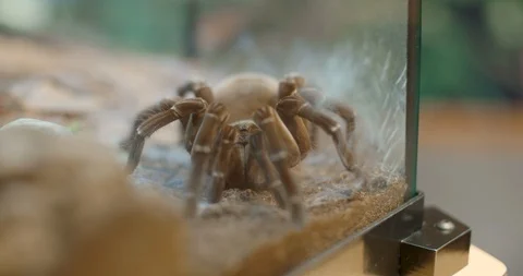 Huge Brown Tarantula Stock-Footage 104681110
