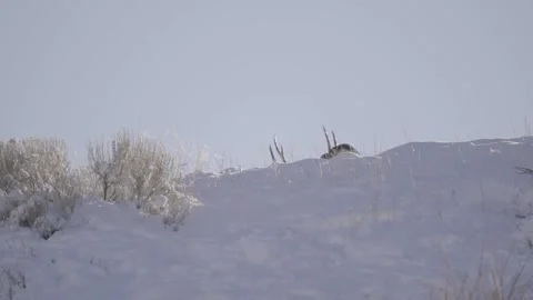 Huge buck walking below hillside in winter Stock Footage 310532887