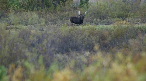 HUGE BULL MOOSE IN WILLOWS AT DUSK OR DAWN; WIDE SHOT Stock Footage 59066652