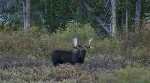 HUGE BULL MOOSE IN WILLOWS AT DUSK OR DAWN; MEDIUM SHOT - CARS IN BACKGROUND Stock Footage 59066701