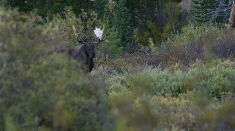 HUGE BULL MOOSE IN WILLOWS AT DUSK OR DAWN; MEDIUM SHOT - MOOSE WALKS AWAY Stock Footage 59066733